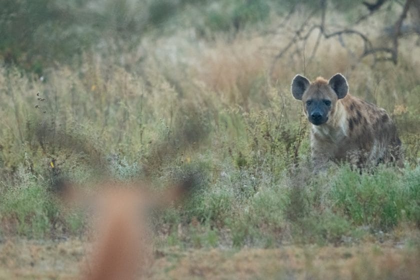 hyena wildlife ngorongoro crater