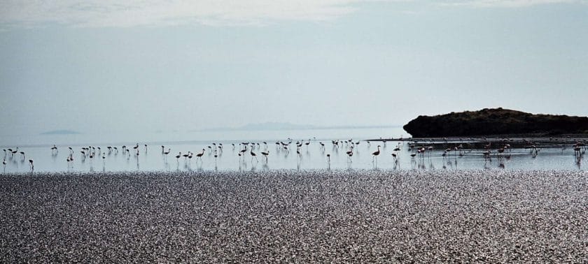lake natron flamingos ngorongoro tanzania safari
