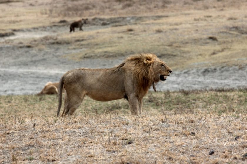 lion wildlife ngorongoro crater tanzania safari