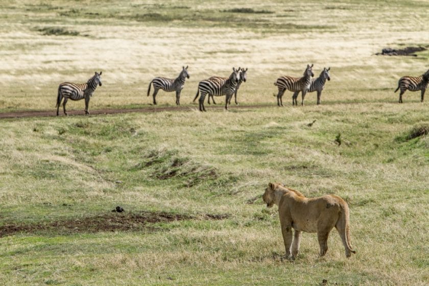 lion stalking zebra ngorongoro crater tanzania safari