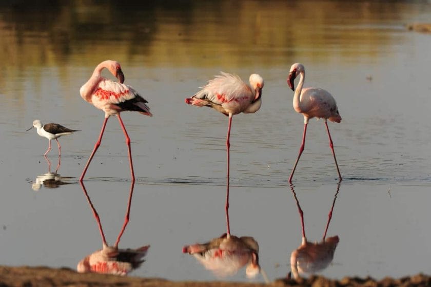 flamingos tanzania safari naona moru camp