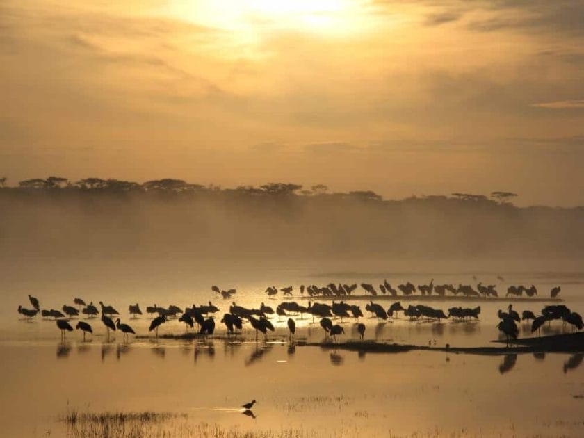 ndutu safari lodge birds lake