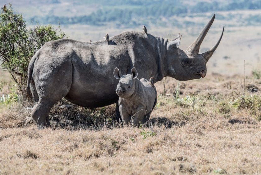 Rhino with her calf in Ngorongoro Crater, Tanzania.