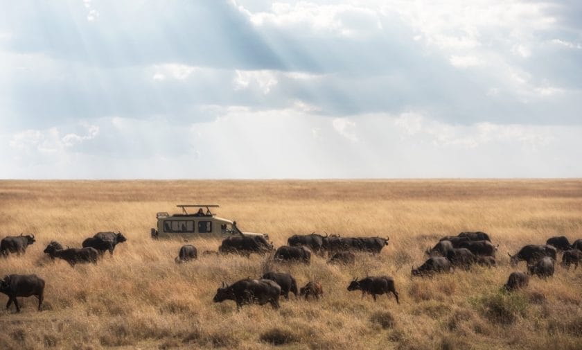 wildlife ngorongoro crater tanzania safari