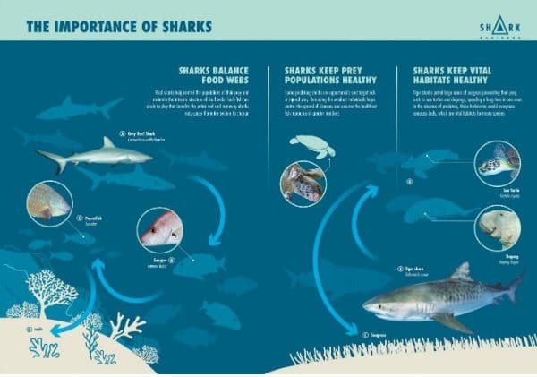 Why You Should Participate in the Shark Conservation Efforts in Gansbaai
