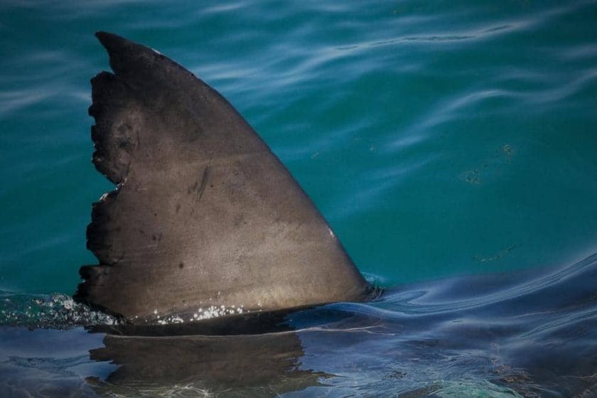 Why You Should Participate in the Shark Conservation Efforts in Gansbaai