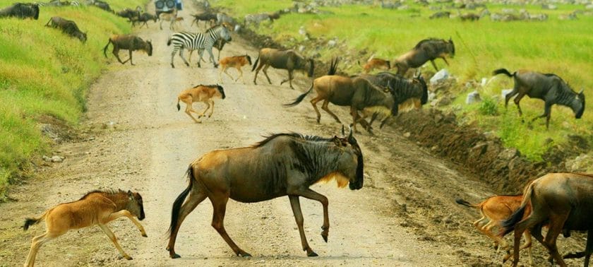 How Far is the Wildebeest Migration?