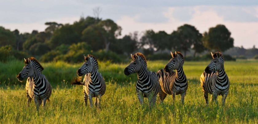 Five Things to Consider Before Planning Your South African Safari