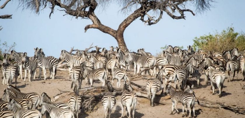 Zebra and wildebeest migration