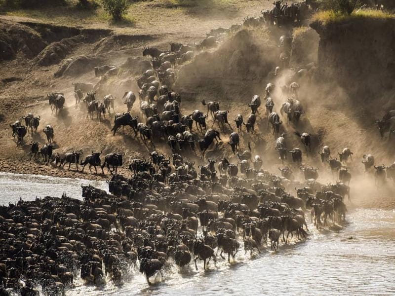 How Far is the Wildebeest Migration?