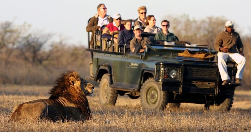 Lion next to safari vehicle in South Africa