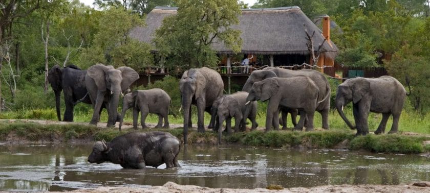 The Best Seven Day Kruger Park Safari Itinerary