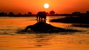 nws-st-wildlife-elephant-sunset-chobe