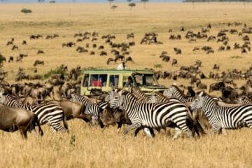 serengeti safari in july