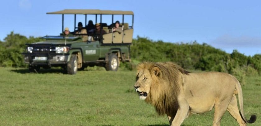 Can you go on safari from Cape Town