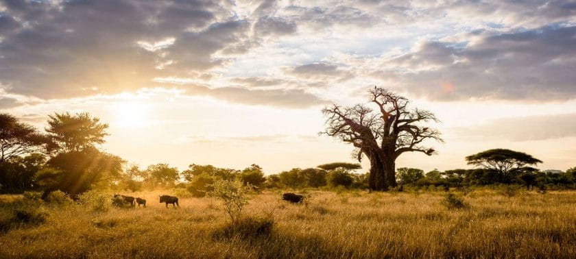 Safari In South Africa