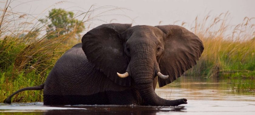 Elephant cools off in water, Botswana.