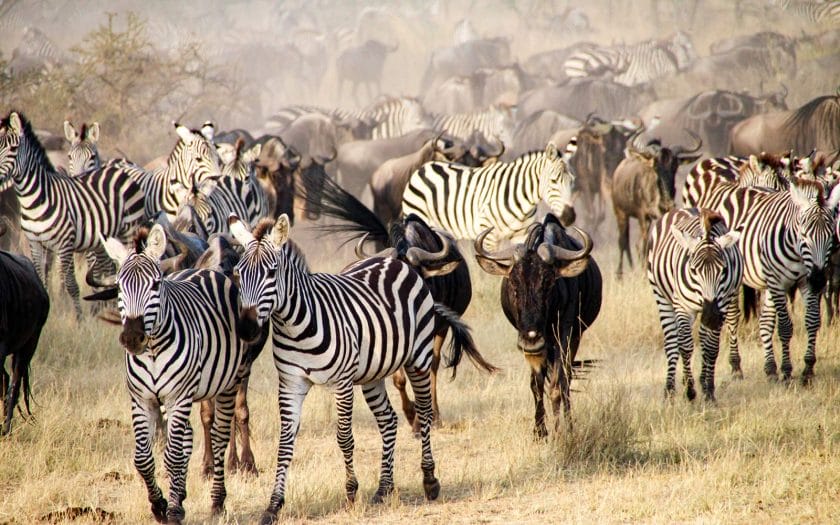 Wildebeest Migration, the great migration safari