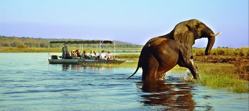 Elephant in a river, Botswana.