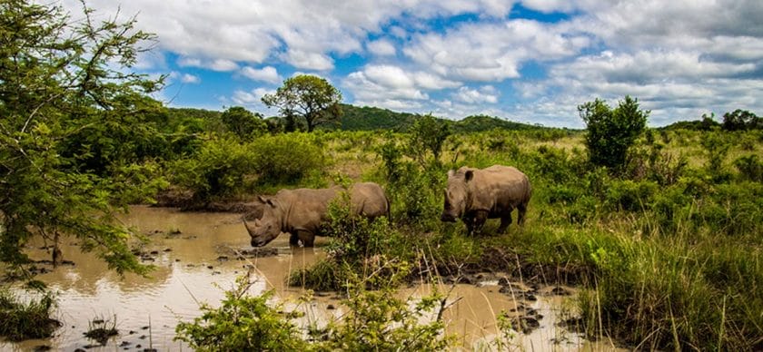 Rhino Spotting in South Africa