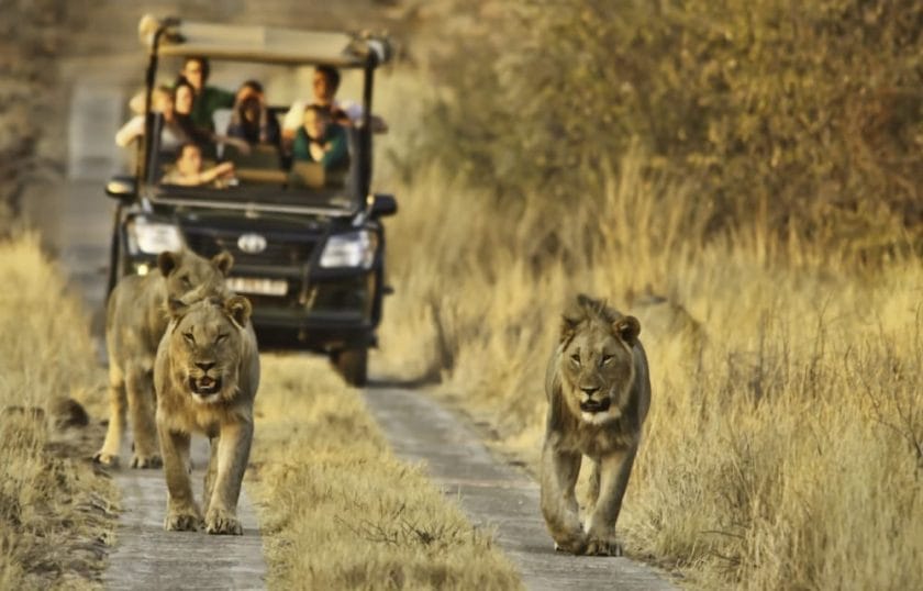 The Best Safaris In South Africa