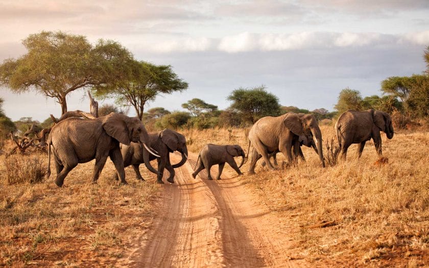 A Quick Newbie Safari Guide to Tanzania