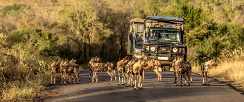 Pack of Wild Dogs in Africa