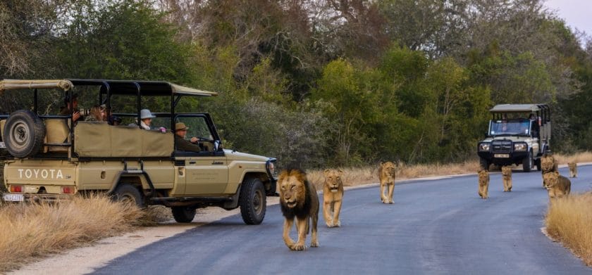Kruger National Park Game Drive