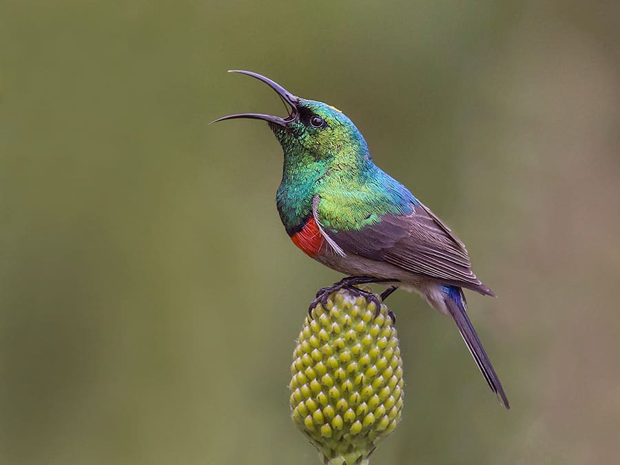 Winged Wonders: Top 10 Must-See Birds on Your Next SA Safari