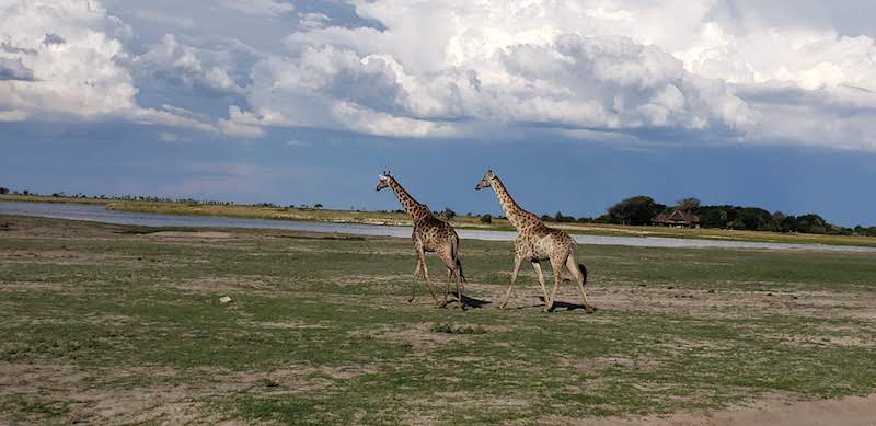 Giraffes enjoying themselves | Photo Credits : Heather Butler
