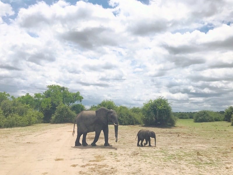 Elephant Family spotting | Photo credits: Heather Butler