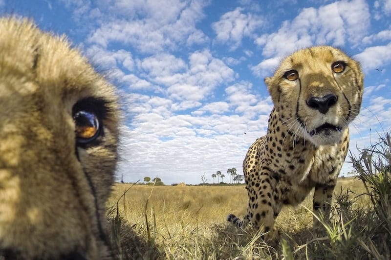 Cheetah Selfie | Photo Credits: William Steel
