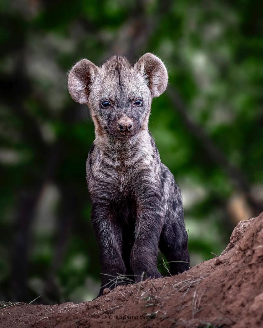 Cute baby hyena | Photo Credits: Karolina Norée