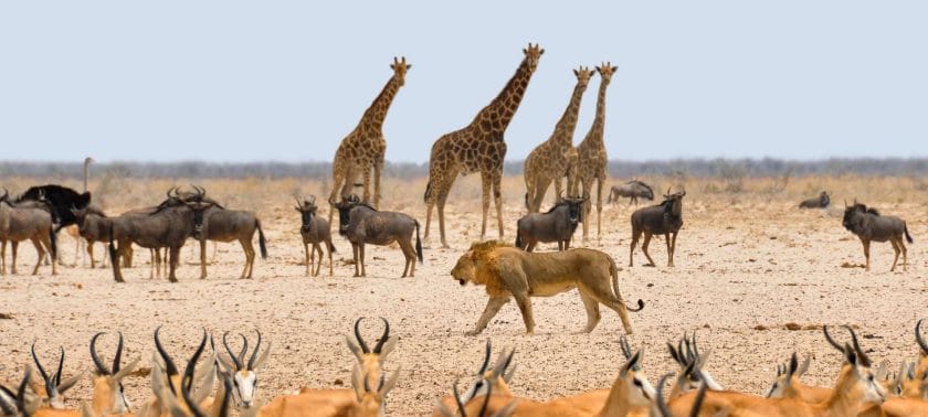 Etosha National Park, Best places to see in Namibia