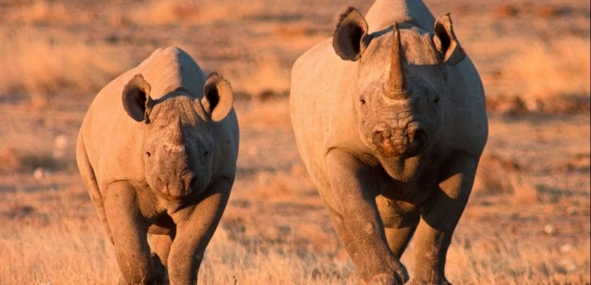 Rhinos in Etosha Pan, Best places to see in Namibia