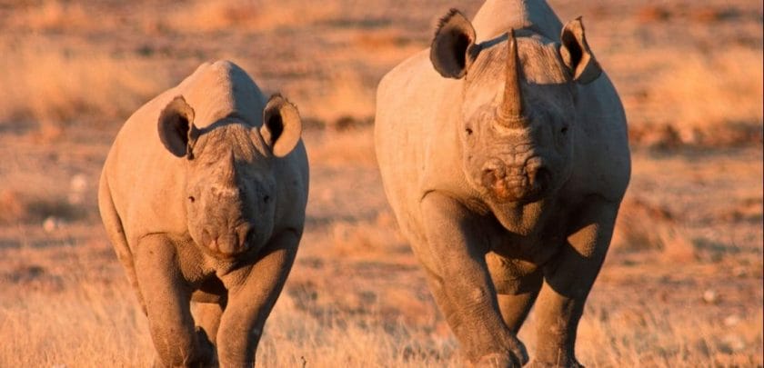 Black rhino with her calf in Etosha National Park, Namibia.