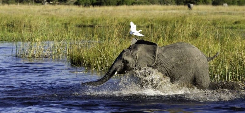 Elephant running into water, Botswana.
