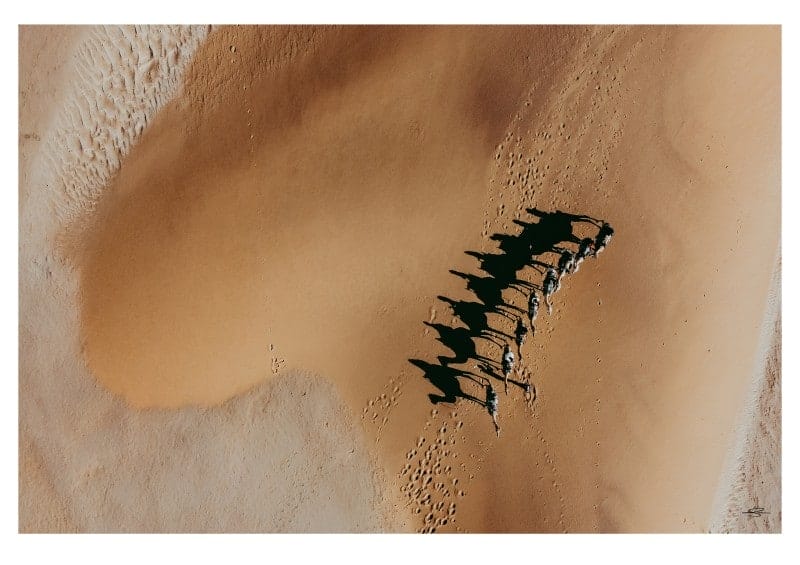 New Perspectives | Camels in the dunes of Namibia | Photo credits: Kris Barnard