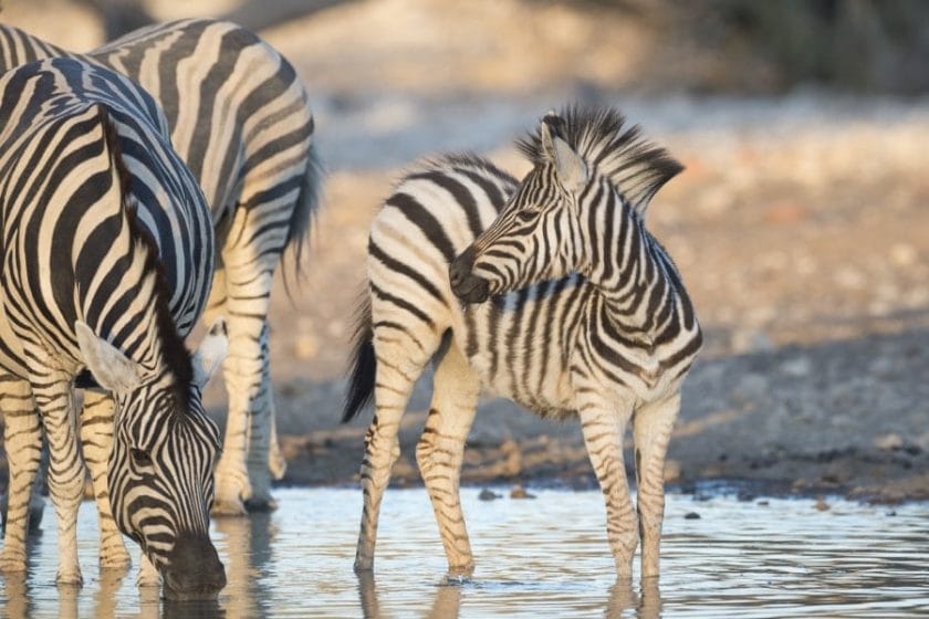 Zebras in Etosha National Park, Namibia.