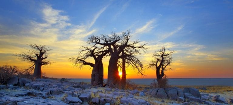 Baobab trees during sunset in Makgadigadi Pans National Park, Botswana.
