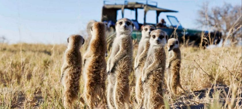 Meerkats in one of the best places to see in Namibia