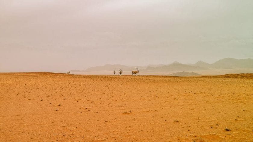 Oryx walking through the Desert, Namibia