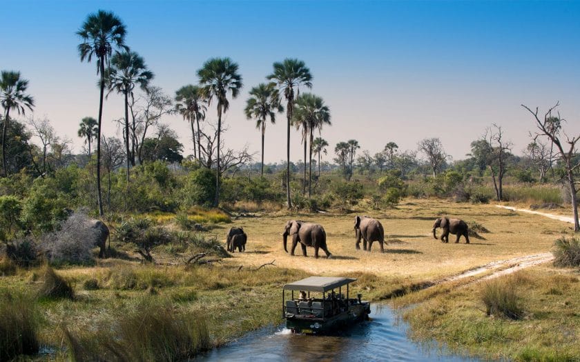 Safari vehicle observing elephants in the Okavango Delta, Botswana.