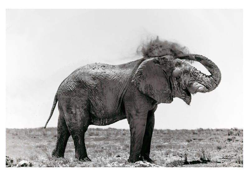 Elephant sighting in Namibia | Photo Credits: Kris Barnard