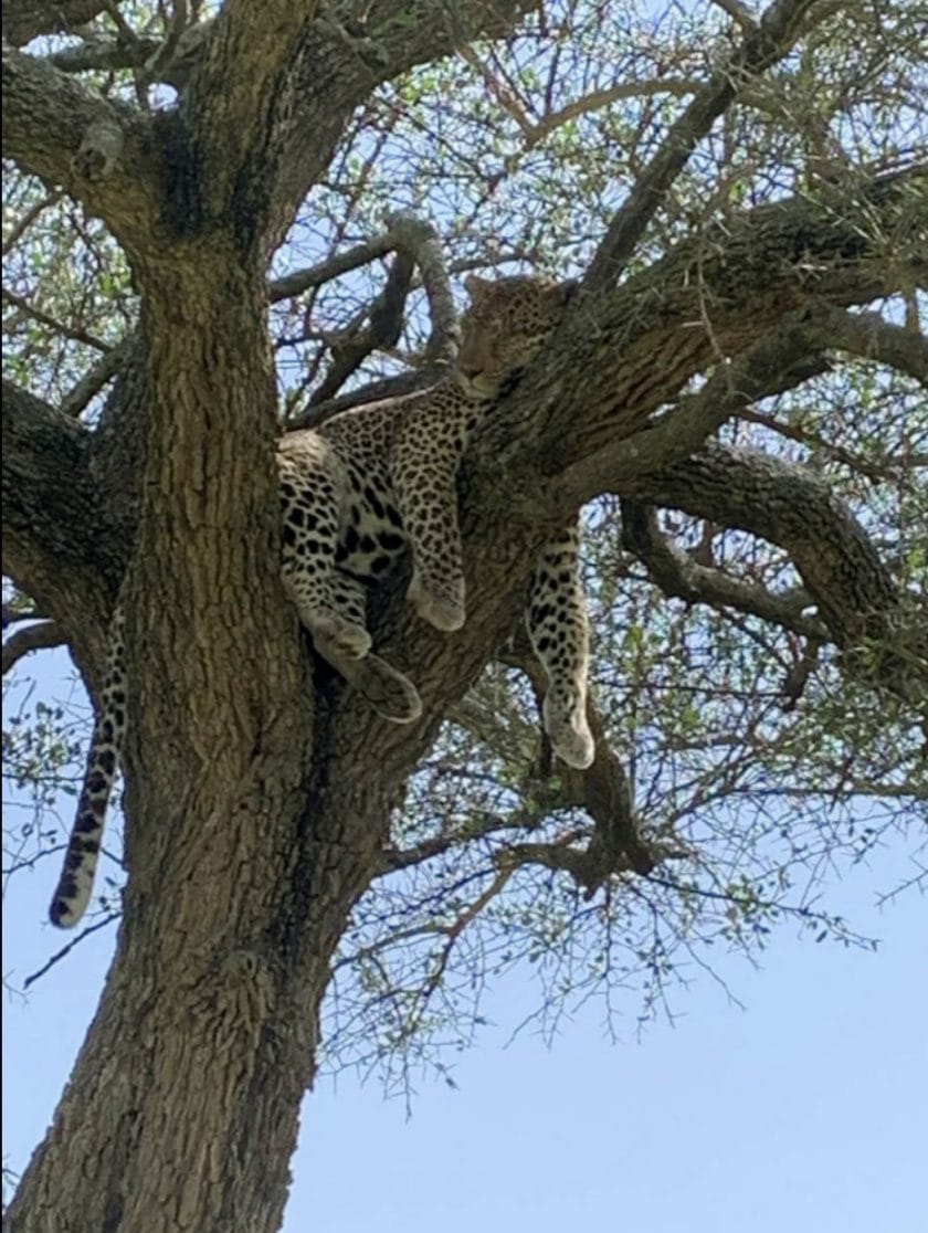 The Serengeti leopard