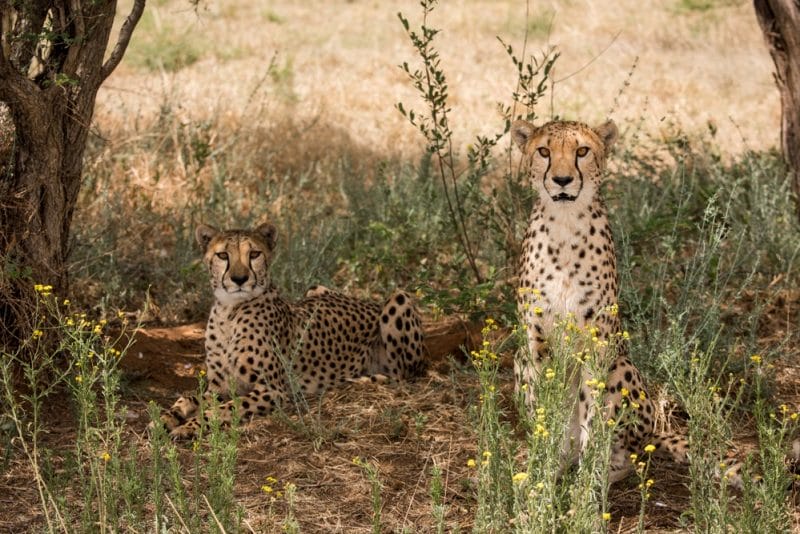 Cheetah Conservation in Namibia.