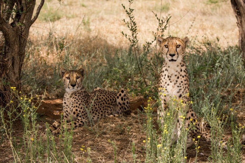 Cheetah Conservation in Namibia