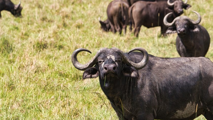 Herd of buffalo in Amboseli National Park, Kenya.