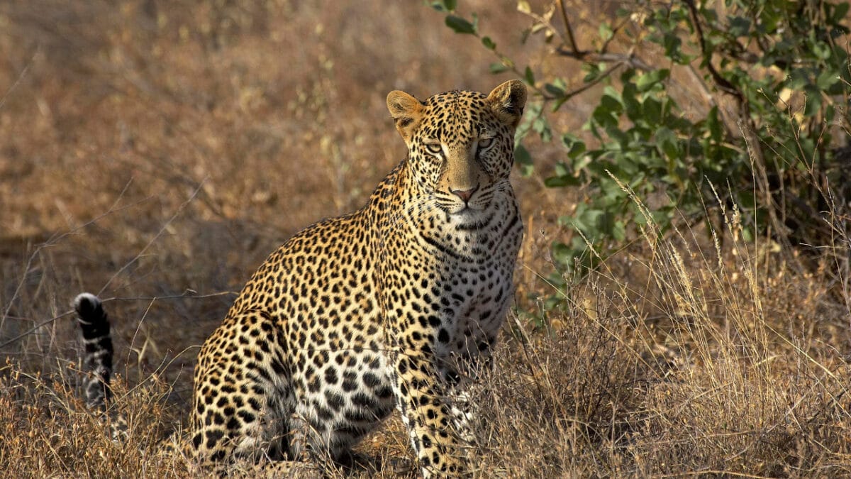 Conservation Status of the Big Five: What Every Safari-Goer Should Know ...