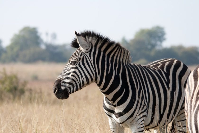 Zebra during the Great Migration